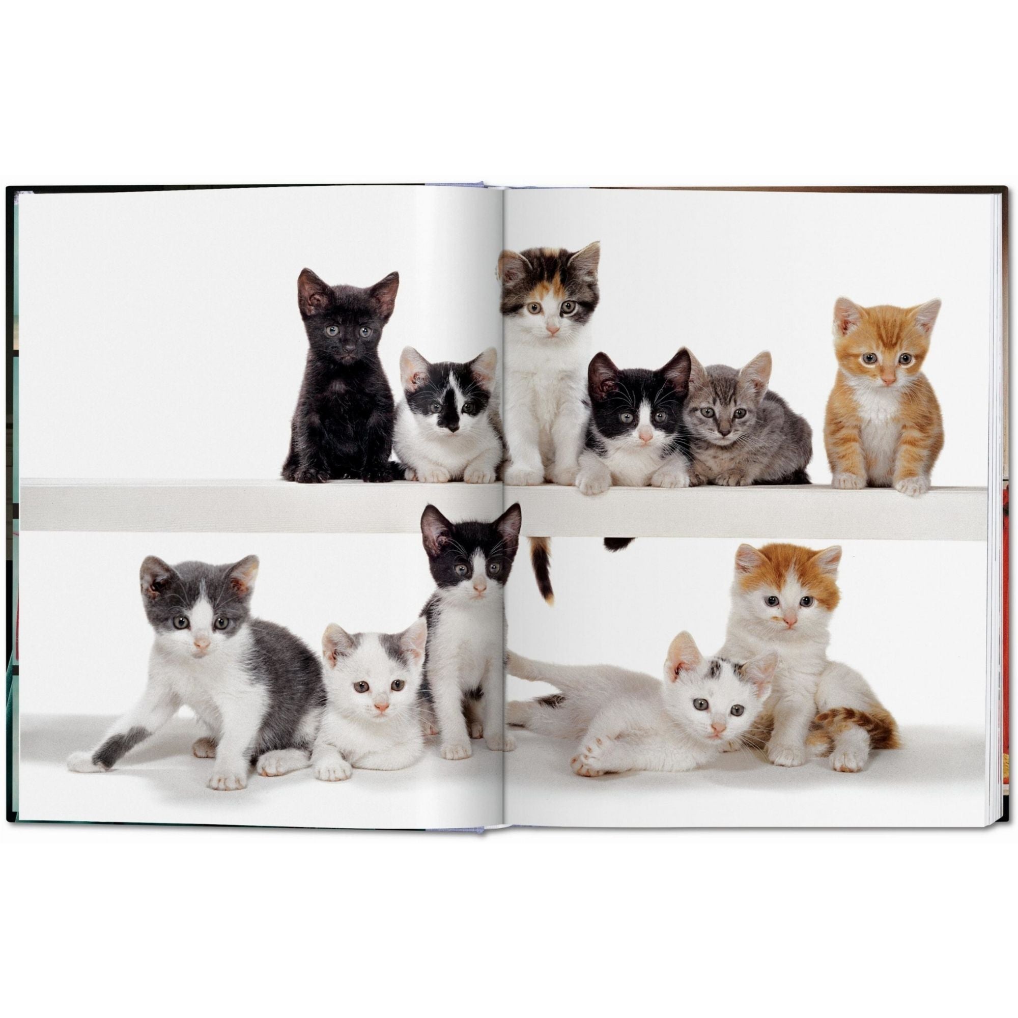 Walter Chandoha: Cats. El Retrato Felino como Arte