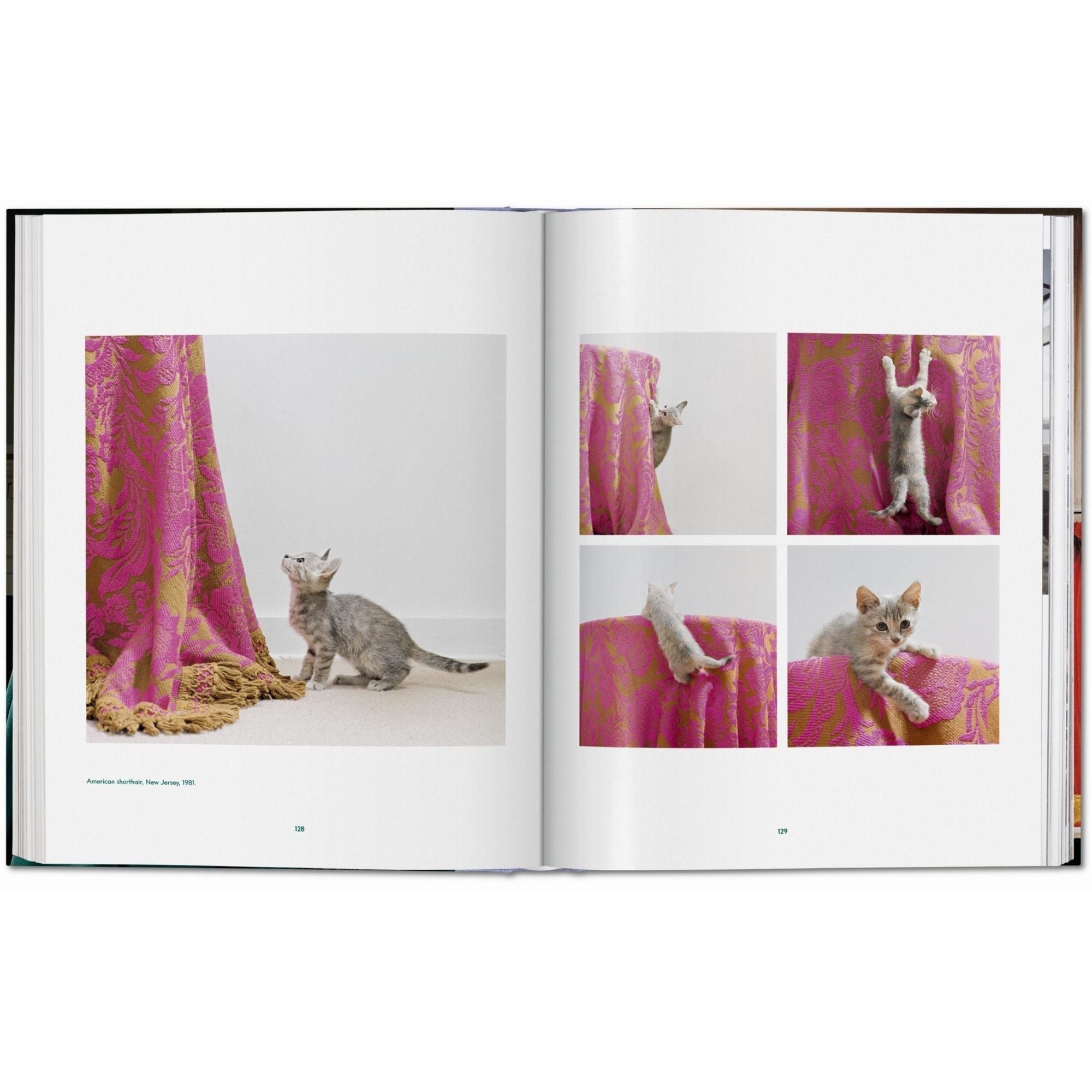 Walter Chandoha: Cats. El Retrato Felino como Arte