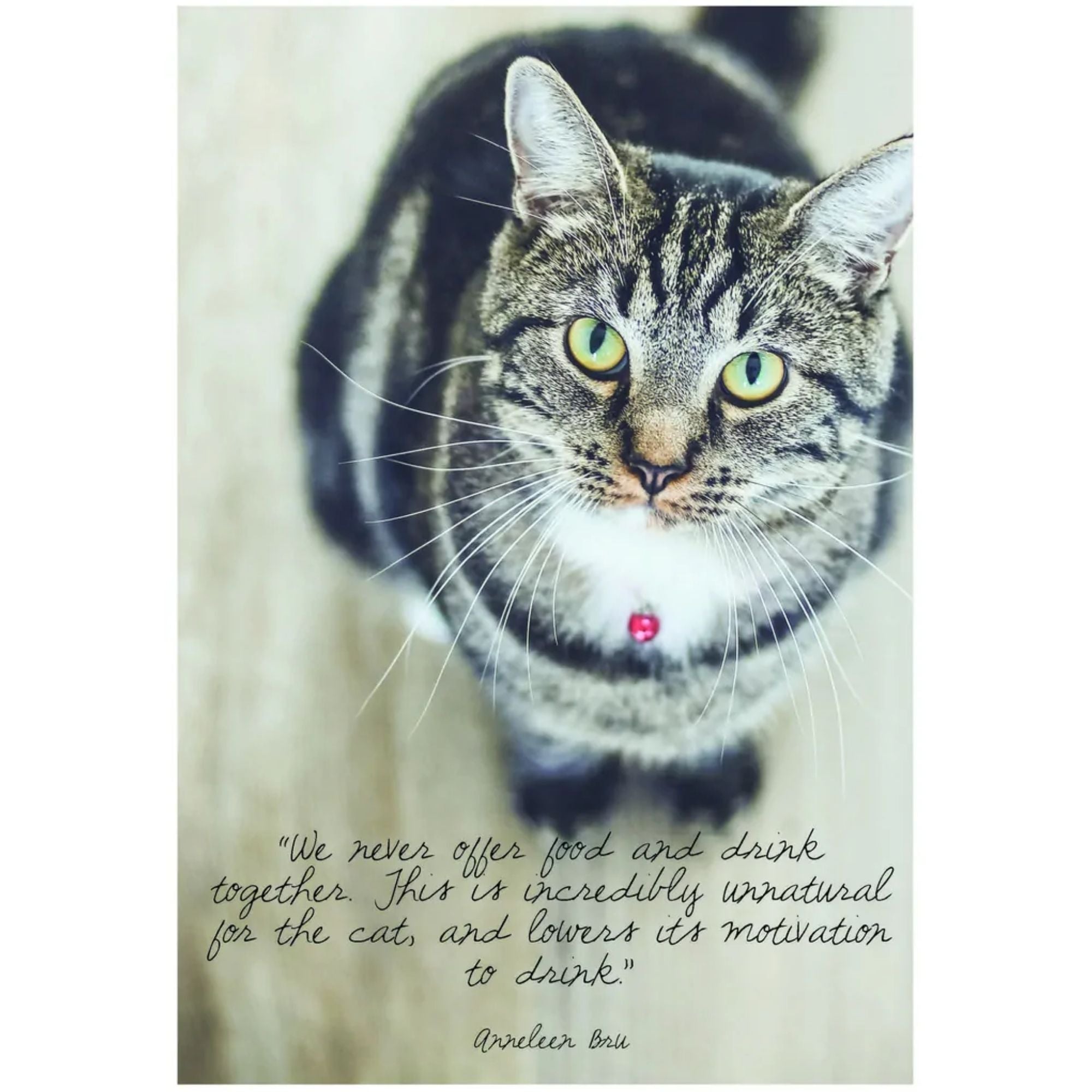 I LOVE HAPPY CATS: GUIDE FOR A HAPPY CAT — ANNELEEN BRU