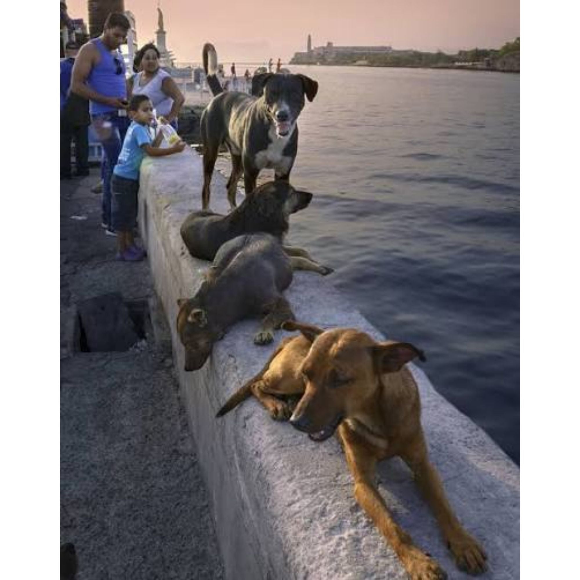 The Dogs of Cuba. Tapa dura