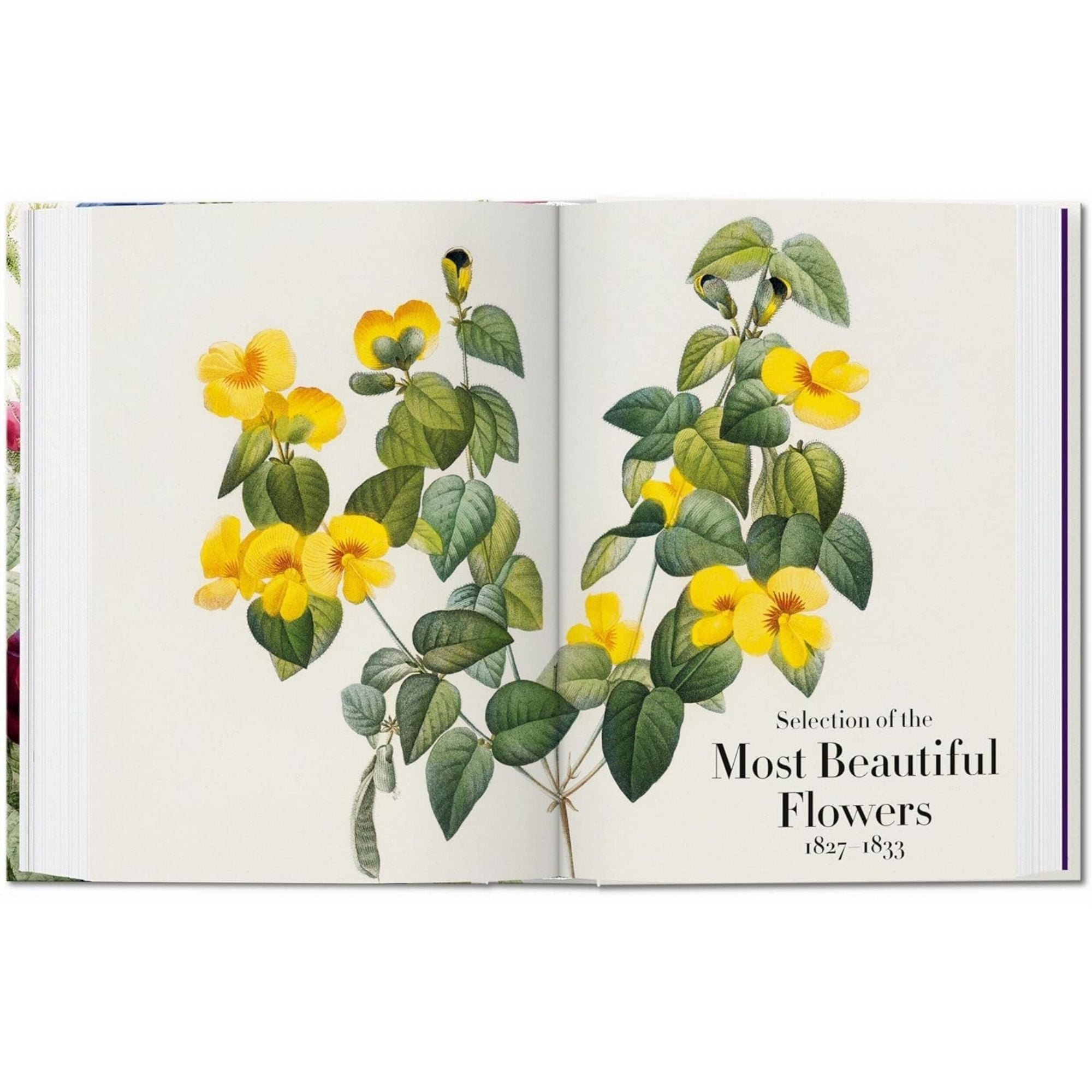 Redouté: El Rafael de las Flores