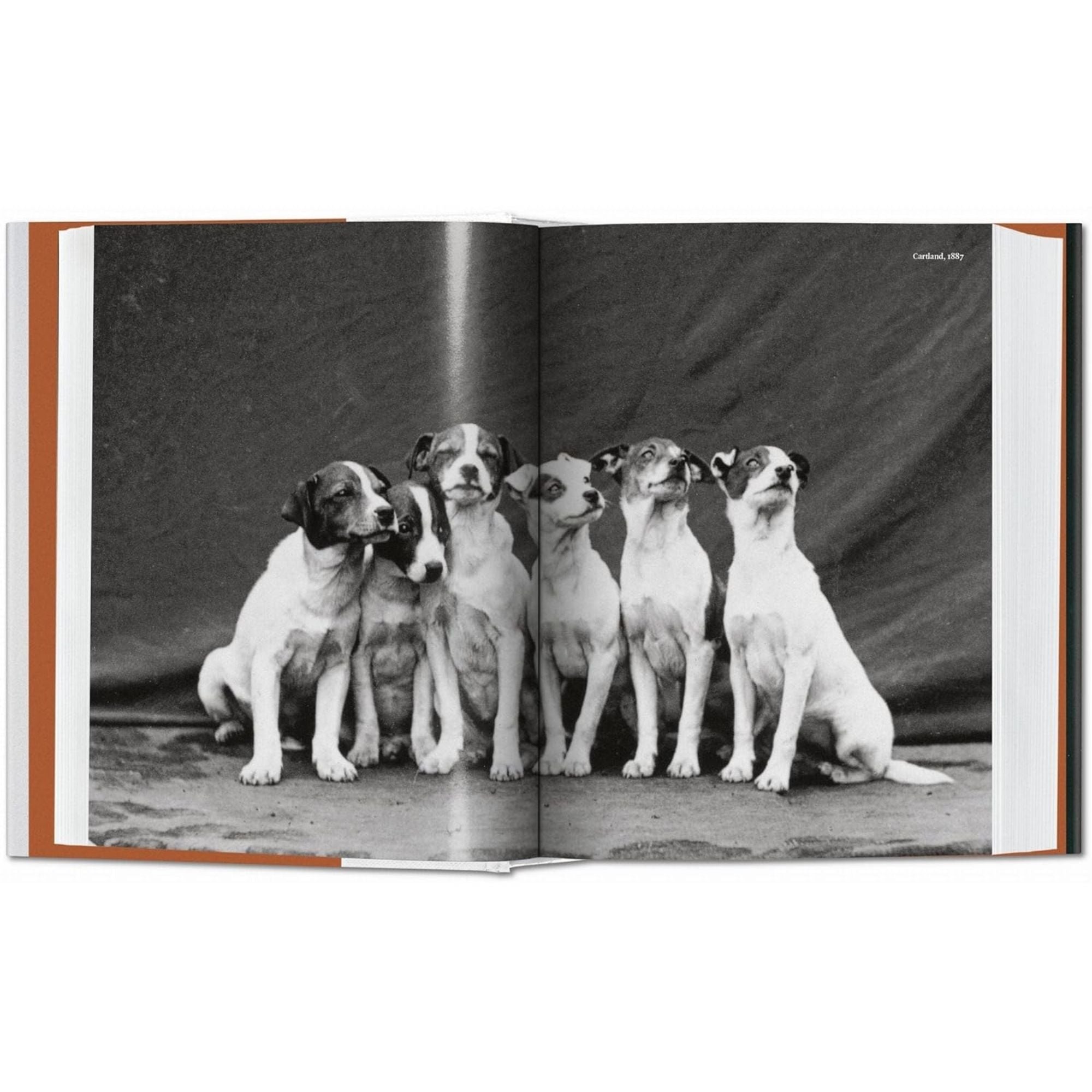 The Dog in Photography: Fidelidad en el Lente
