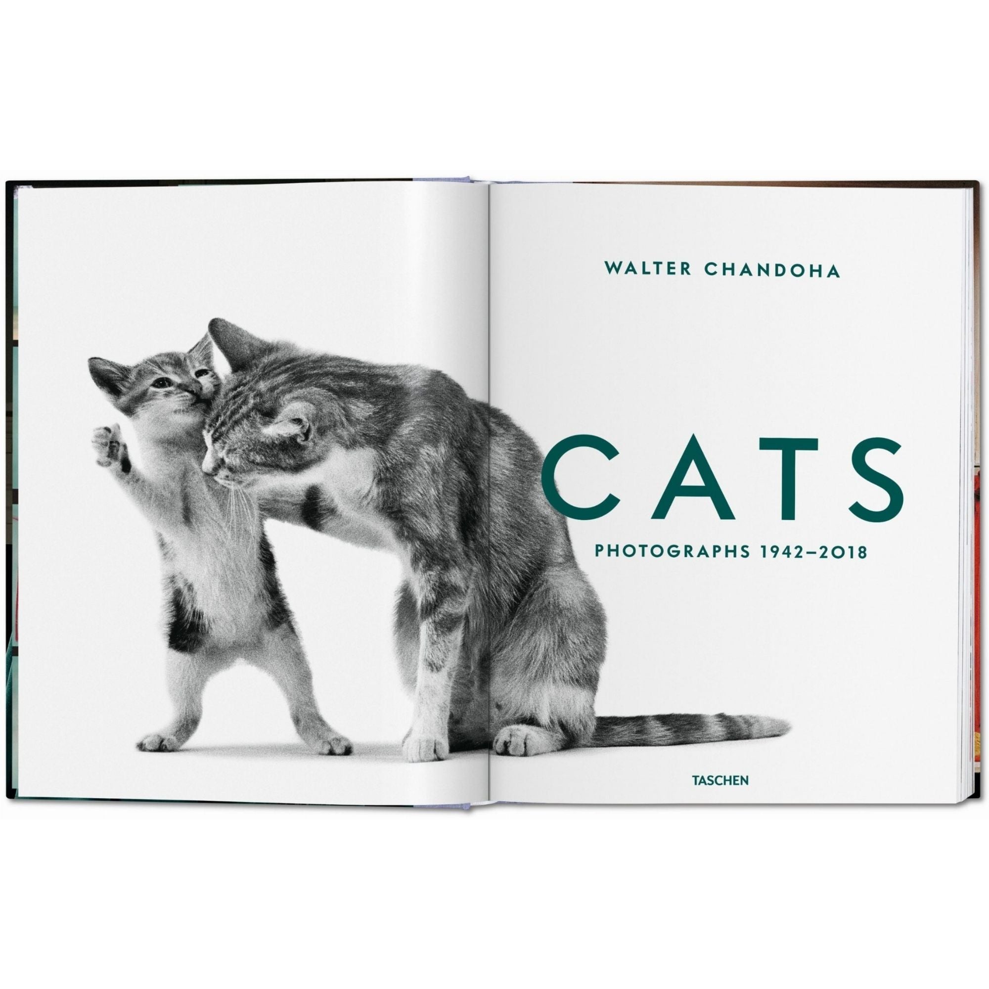 Walter Chandoha: Cats. El Retrato Felino como Arte