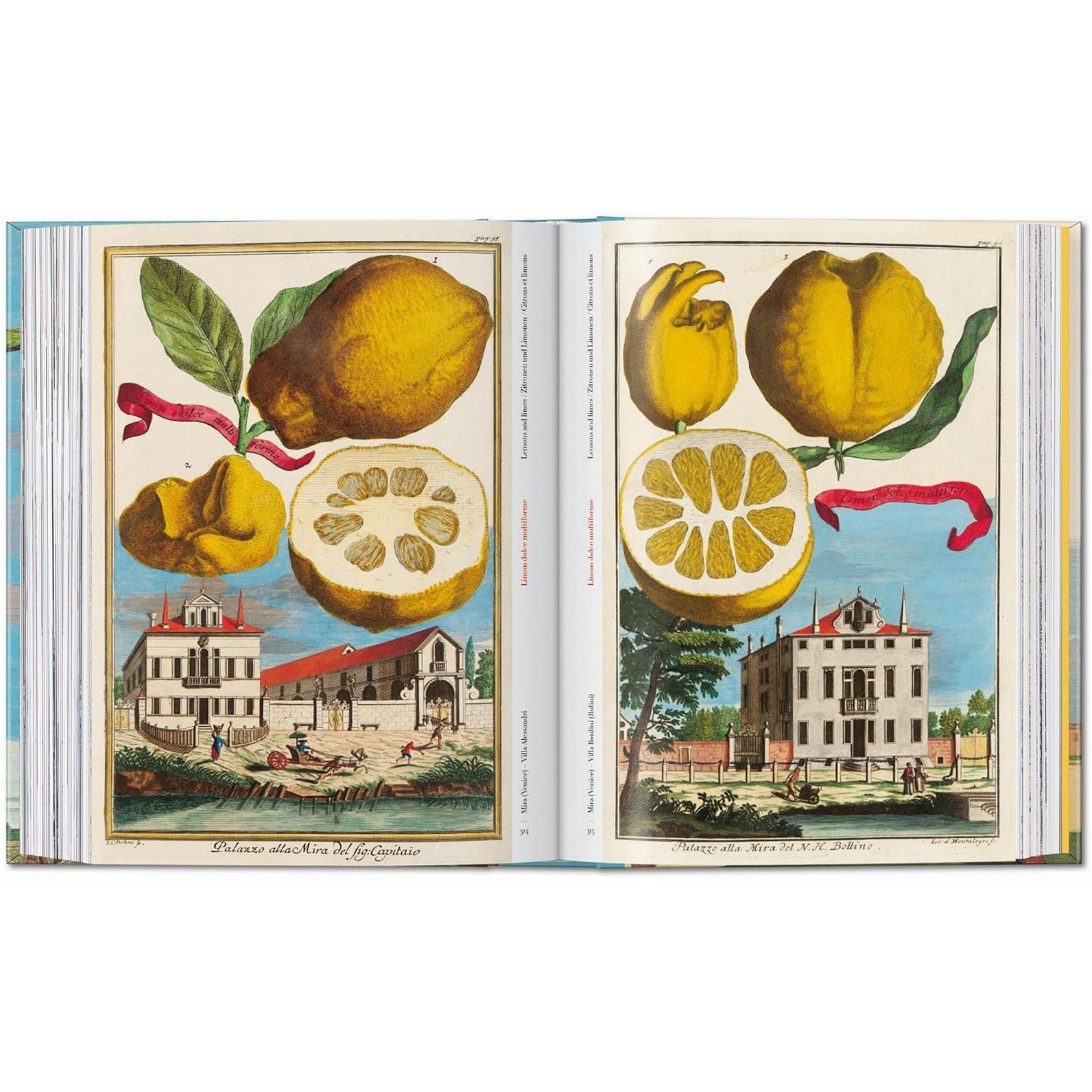 J. C. Volkamer. the Book of Citrus Fruits. 45th Ed.