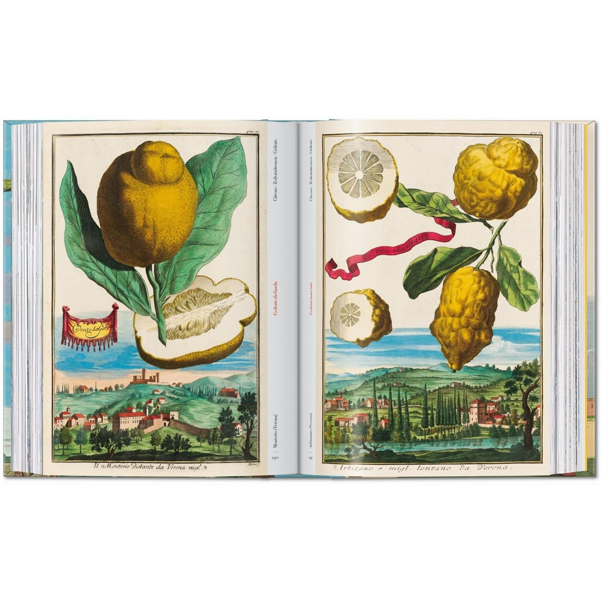 J. C. Volkamer. the Book of Citrus Fruits. 45th Ed.