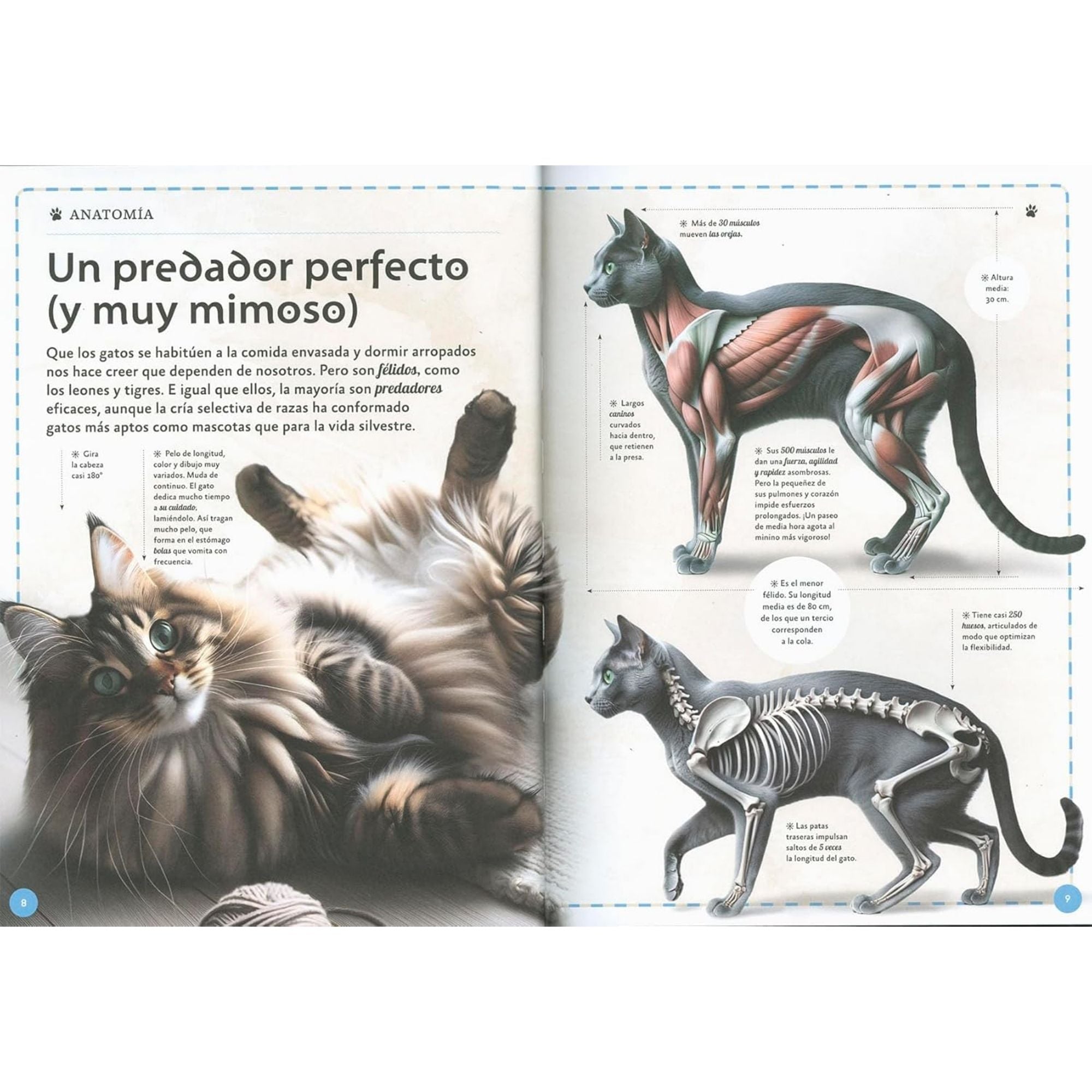 EL MAGNÍFICO LIBRO DE LOS GATOS — ELISEO GARCÍA NIETO